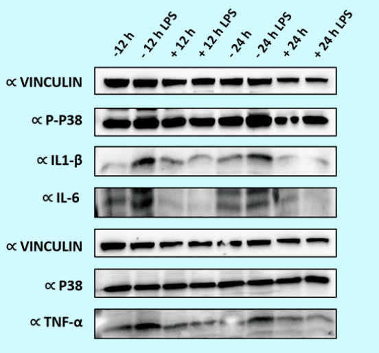 Monash Study Result 1
