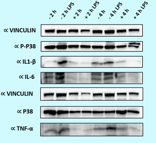 Monash Study Result 2